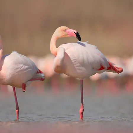 Bird's בית נופש